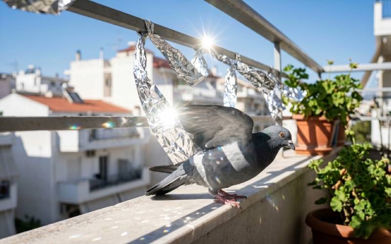 Αλουμινόχαρτο για Περιστέρια: Λειτουργεί;